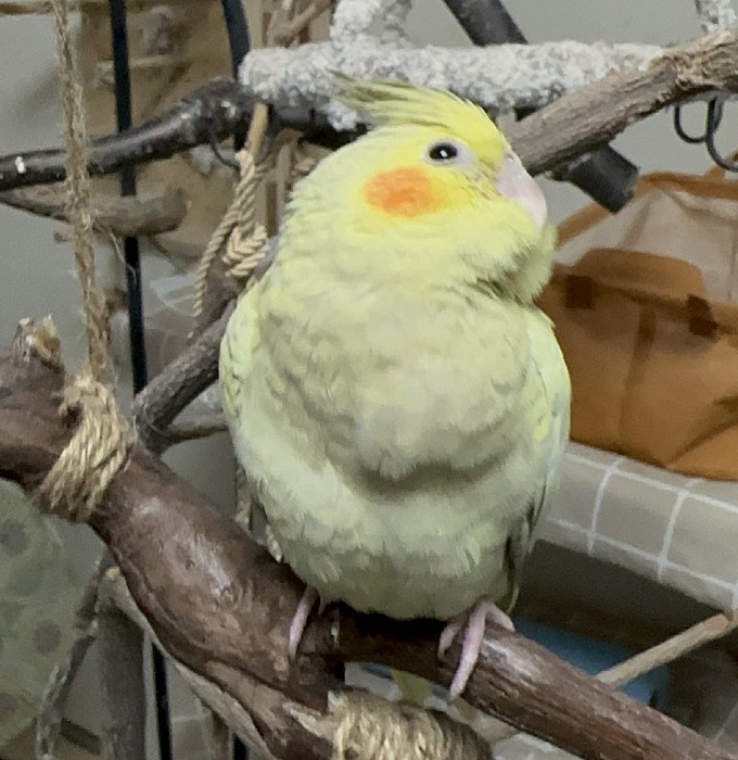鳥たちの日常