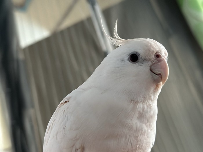 オカメインコのブリードをしています