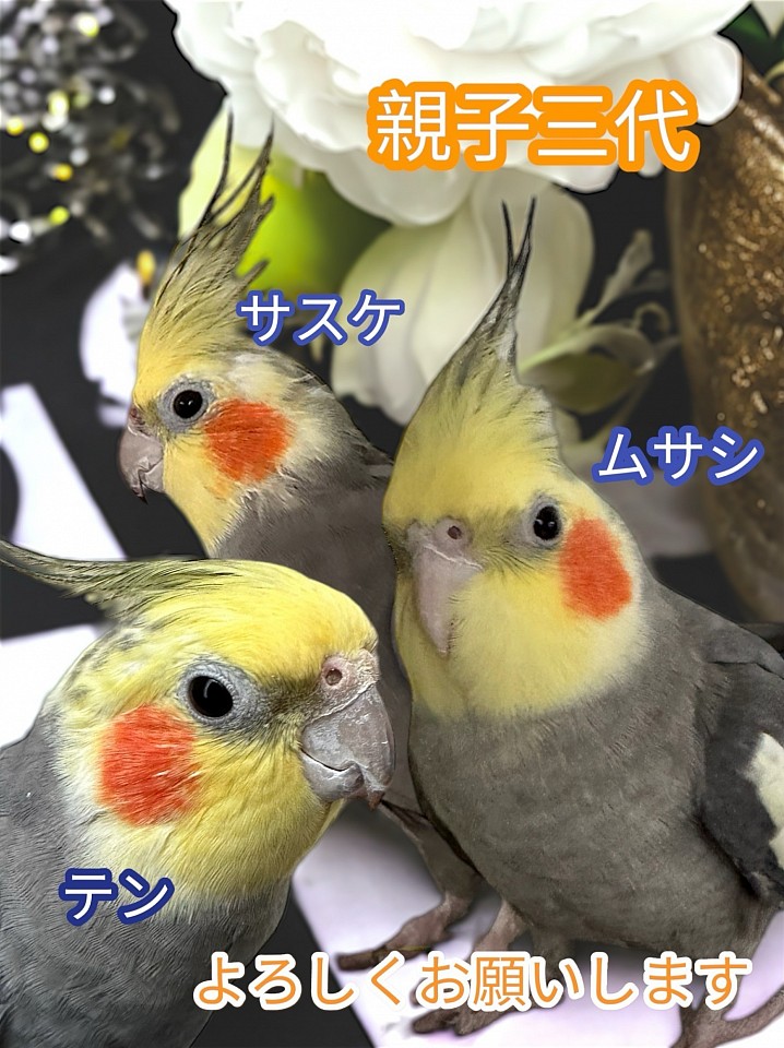 オカメインコ オカメインコのブリードをしています