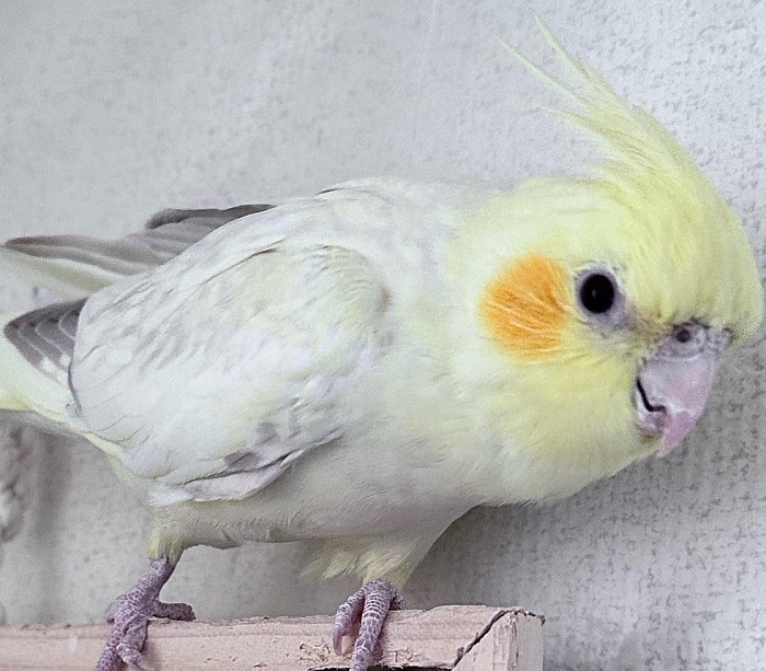 オカメインコのブリードをしています