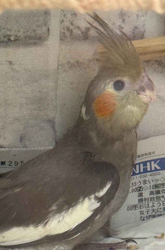 販売予約できる雛たちです