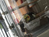 オカメインコ お迎え