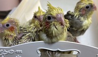 オカメインコ雛 オカメインコブリーダー