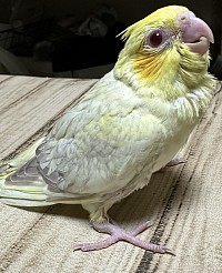 オカメインコ オカメインコブリーダー