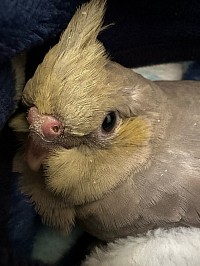 オカメインコ雛 オカメインコブリーダー