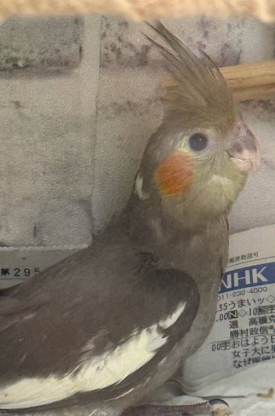 オカメインコ お迎え 里親募集中