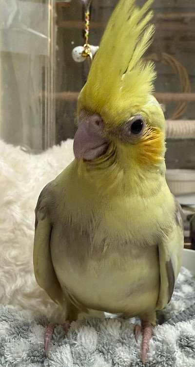 オカメインコ DYC