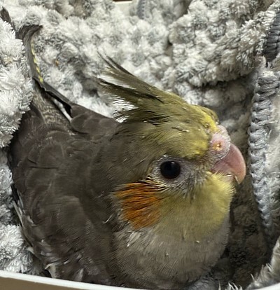 オカメインコPFノーマル