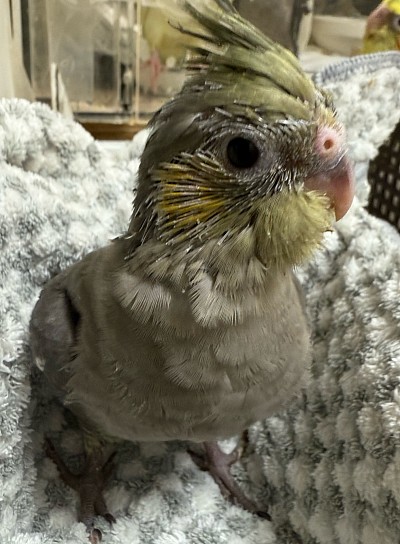 オカメインコ里親募集中