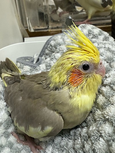 オカメインコ里親募集中