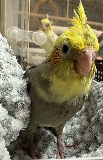オカメインコ里親募集中