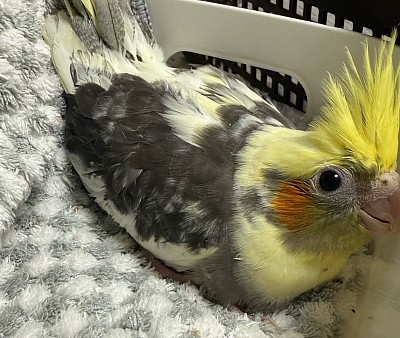 オカメインコ里親募集中