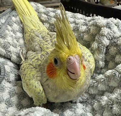 オカメインコ里親募集中