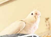 オカメインコブリーダー