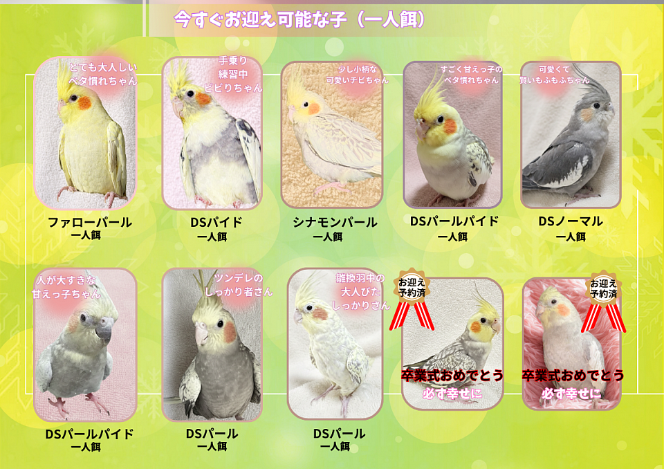 オカメインコ里親募集 オカメインコ雛 オカメインコ札幌ブリーダー