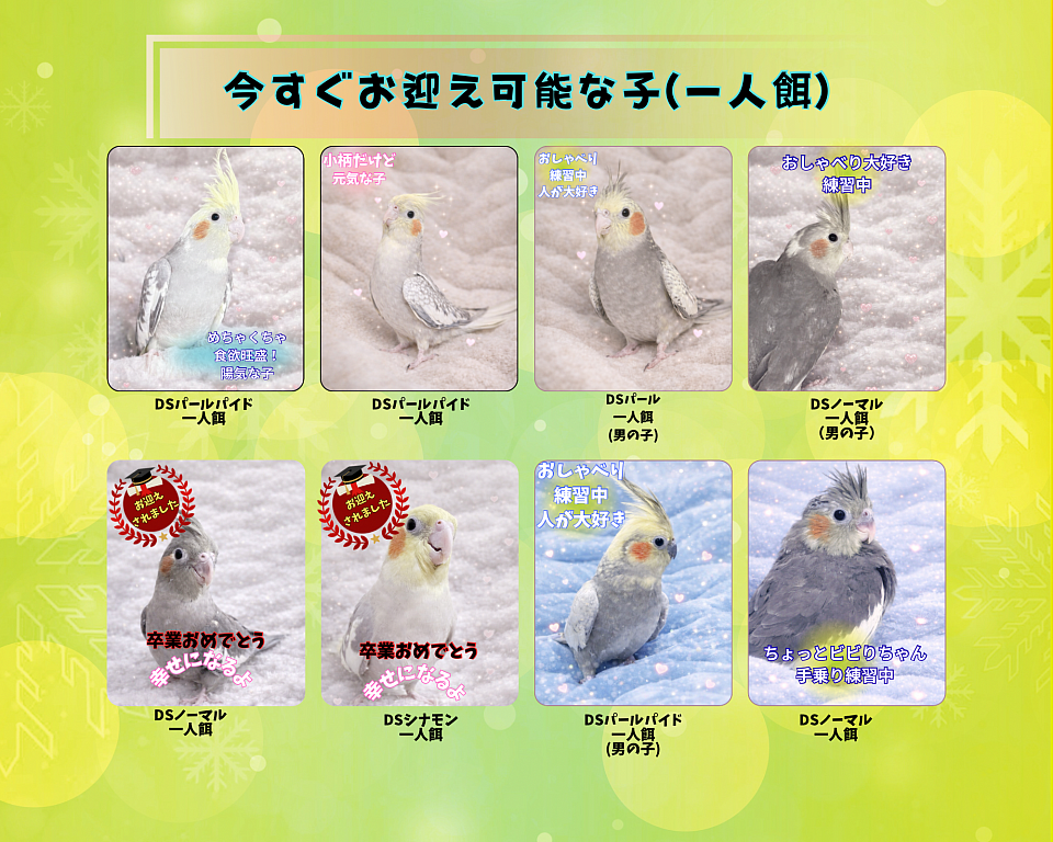 オカメインコお迎え オカメインコブリーダー