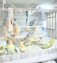 オカメインコ 札幌 雛 インコ
