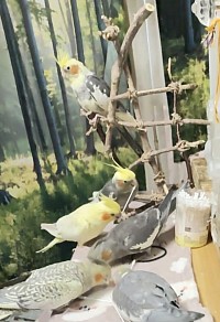 オカメインコ オカメインコお迎え オカメインコ1人餌
