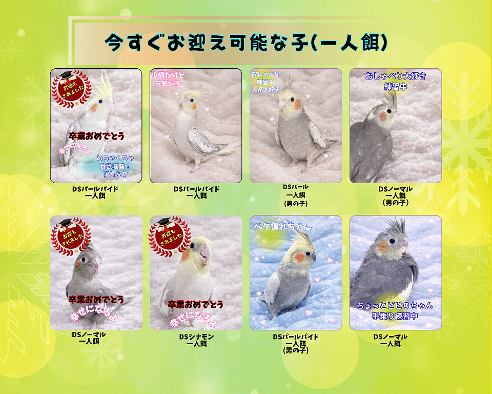 里親さん（有償）募集中です😍可愛いですよ🧡