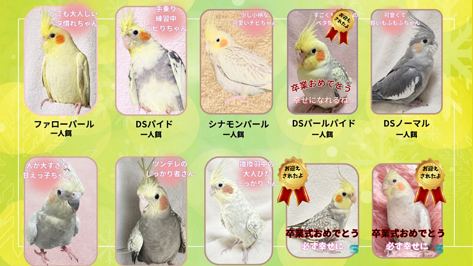 元気で健康な中雛ちゃん達です✨✨✨