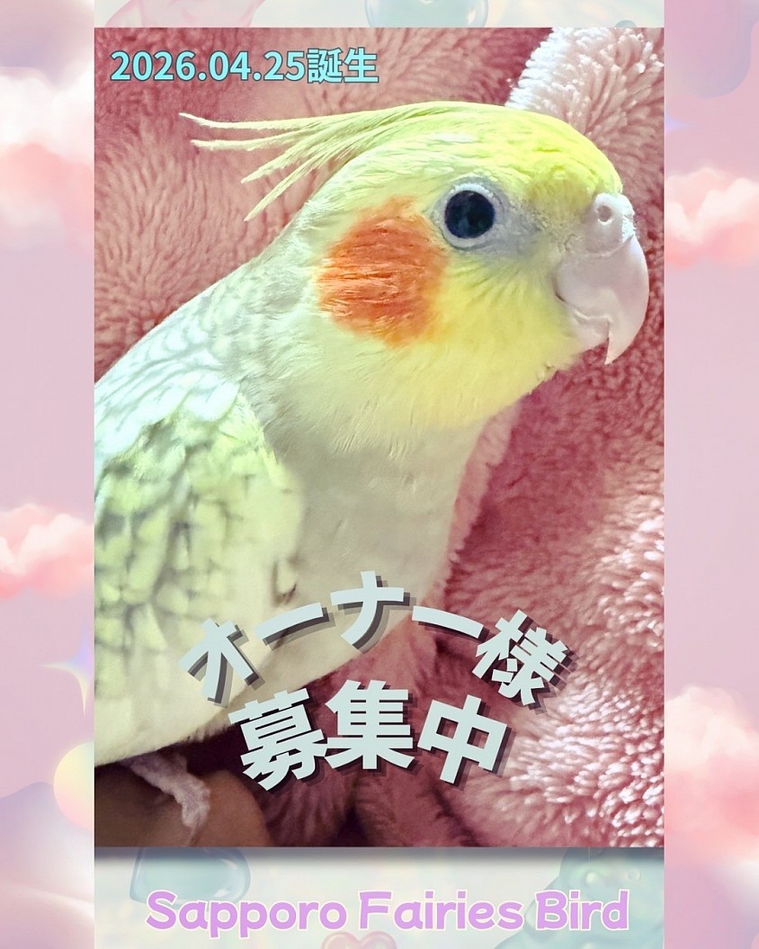 とても甘えっ子なシナモンパールちゃんです🧡